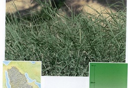 Wild plants in Jubail and Yanbu 82