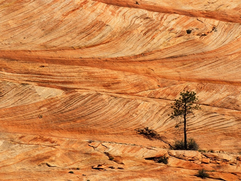 Single_Tree_on_Sandstone_Formation_Zion_National_Park_Utah_-_1600x1200_-_ID_44565_-_PREMIUM.jpg