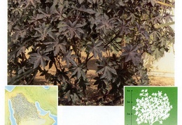 Wild plants in Jubail and Yanbu 78
