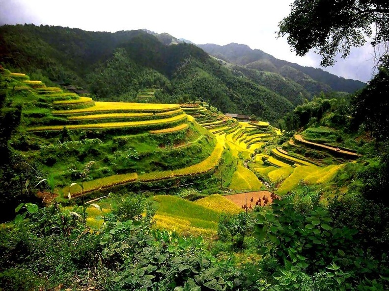 china_rice_terraces-guang.jpg