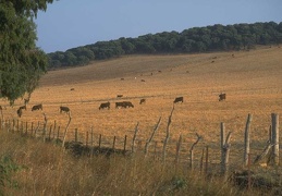 farming field 068