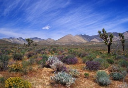 Desert Bloom California Desert Conservation Area