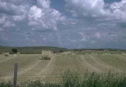 farming field 032