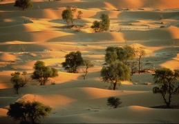 desert  080