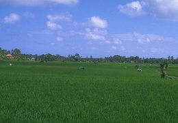 farming field 060