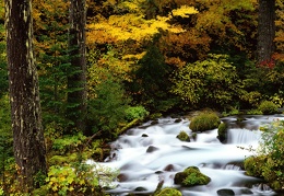 Roaring River Mount Hood National Forest Oregon - 1600x1200 - ID 23753 - PREMIUM
