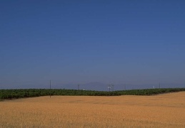 farming field 091