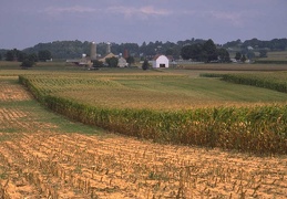 farming field 080