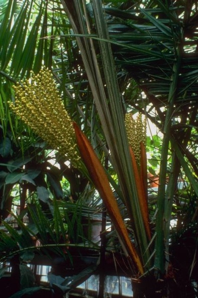 Tropical_Plants_2.jpg