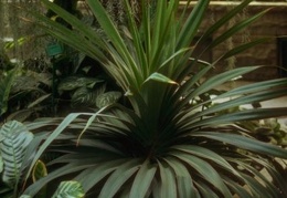 Tropical Plants 24