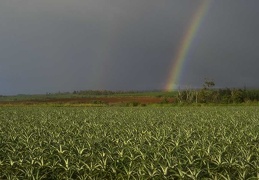 rainbow 06
