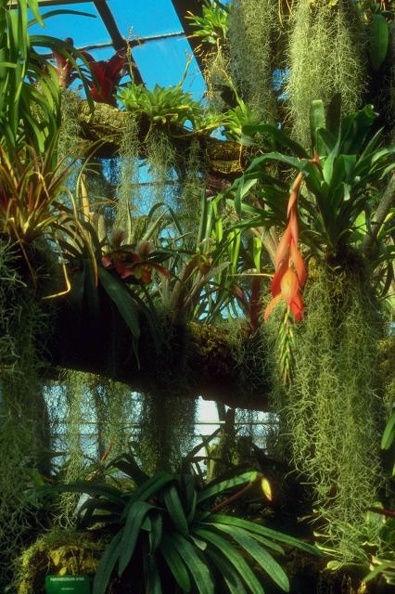 Tropical_Plants_20.jpg