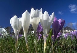 FLOWERS WALLPAPER 108