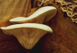 Mushroom 133
