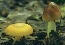 Mushroom 161