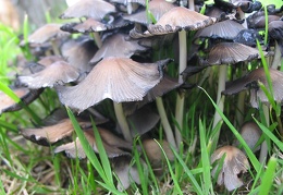 Mushroom 97