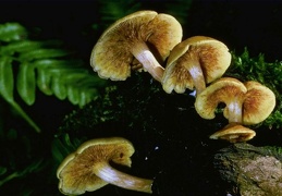 Mushroom 155