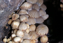 Mushroom 113