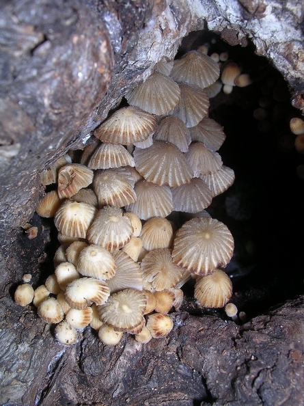 Mushroom 113