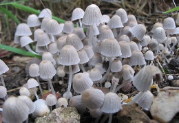 Mushroom 98