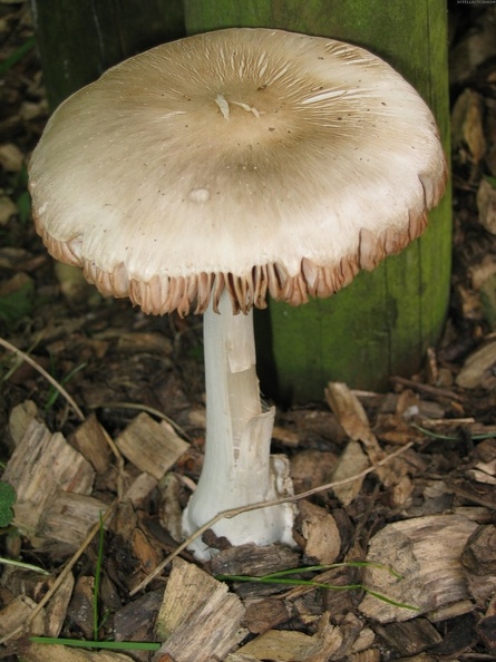 Mushroom 103