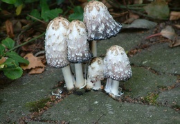 Mushroom 119