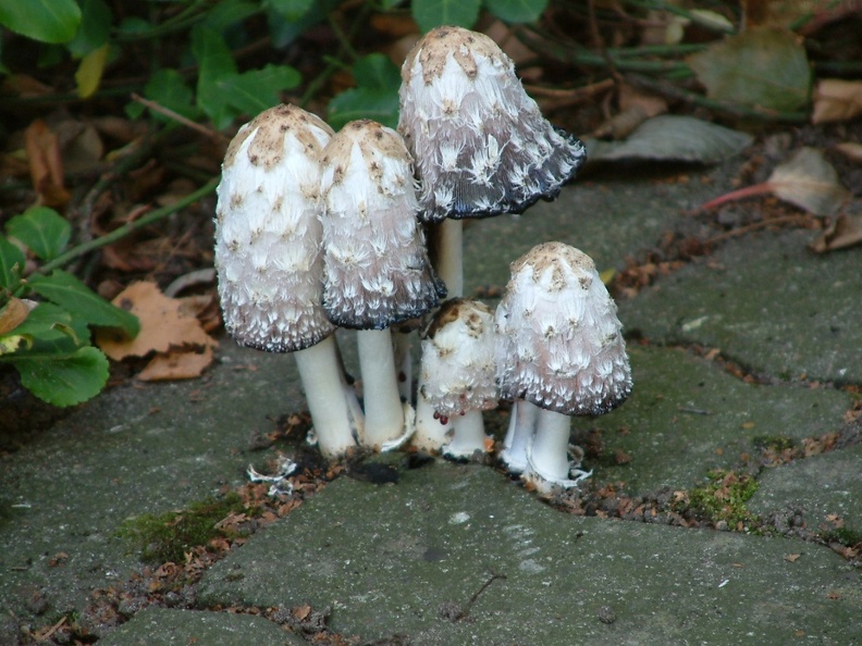 Mushroom 119