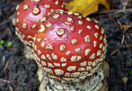 Mushroom 96