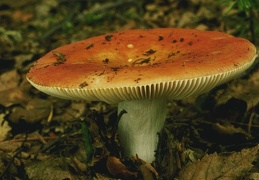 Mushroom 159
