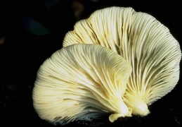 Mushroom 132