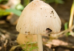 Mushroom 122