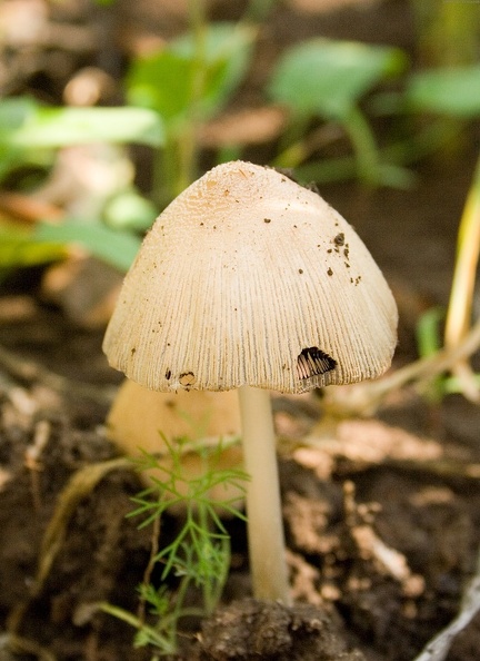 Mushroom 122