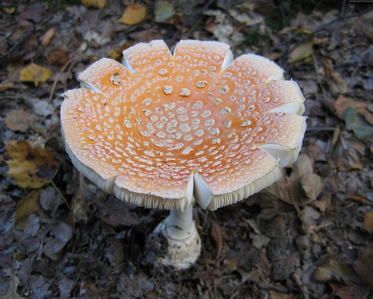 Mushroom 110