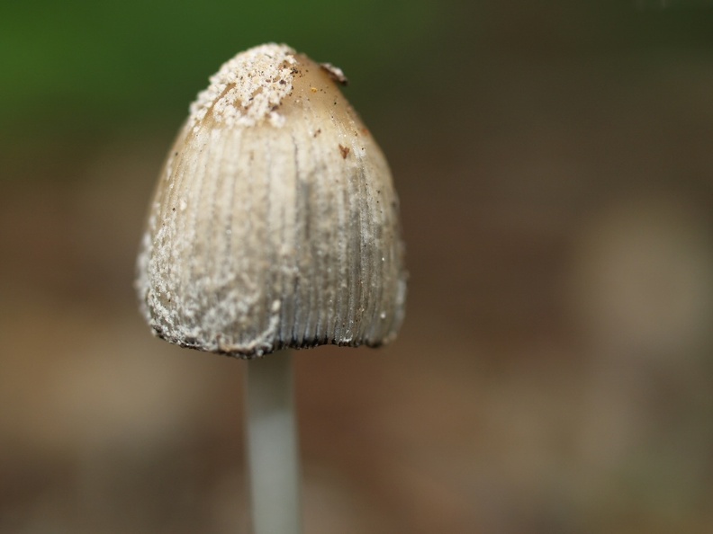 Mushroom 120