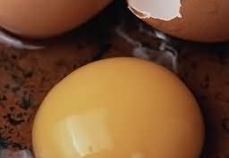 Egg 24