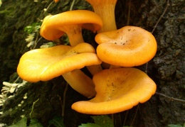 Mushroom 15