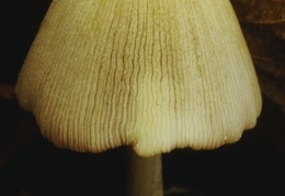 Mushroom 127