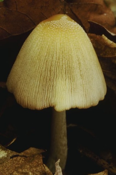 Mushroom 127