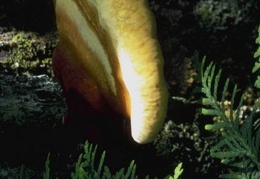 Mushroom 143