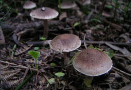 Mushroom 88