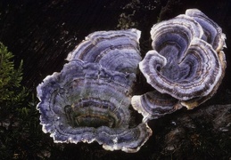 Mushroom 138