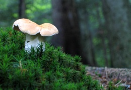 Mushroom 89