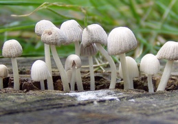 Mushroom 107