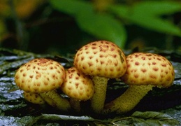 Mushroom 154