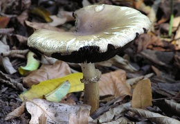 Mushroom 102