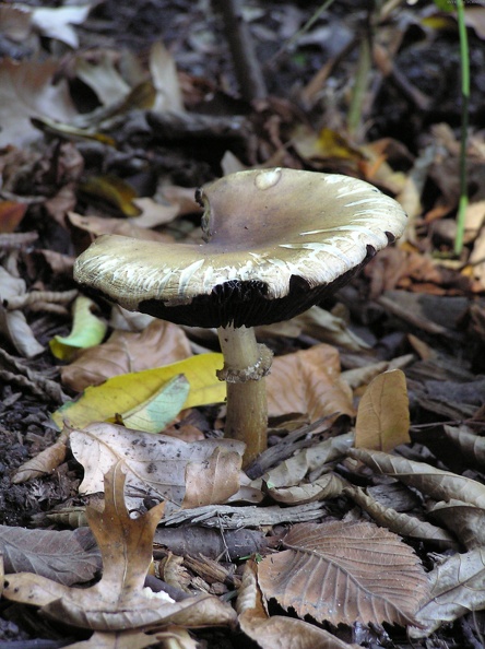 Mushroom 102