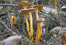 Mushroom 104