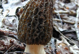 Mushroom 121