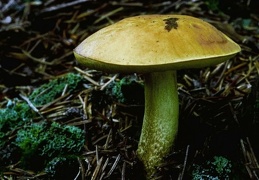 Mushroom 144