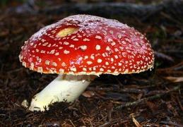 Mushroom 95